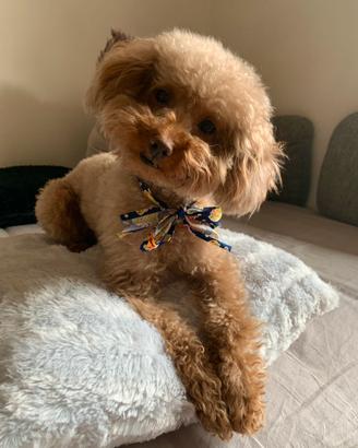 Borboncino toy per monta
