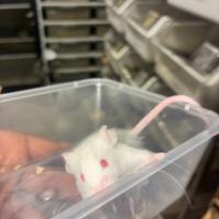 Topi domestici da compagnia