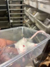 Topi domestici da compagnia