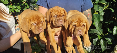 Cuccioli di Dogue De Bordeaux