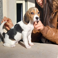 Beagle