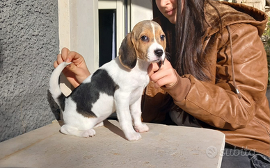 Beagle