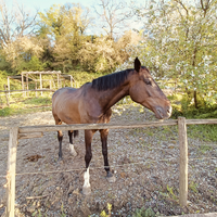 Cavalla italiana di 13 anni