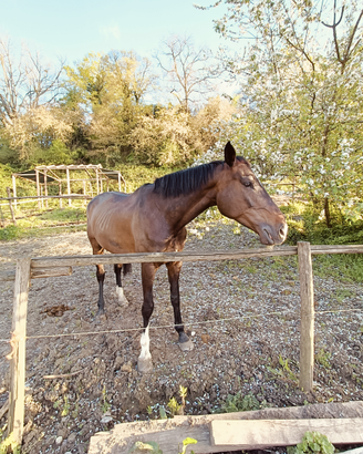 Cavalla italiana di 13 anni