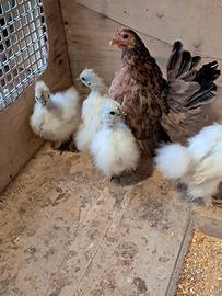 Pulcinotti moroseta bianchi