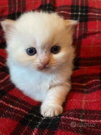 Cucciolo di gatto persiano