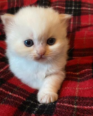 Cucciolo di gatto persiano