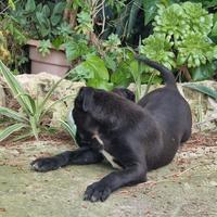 Cuccioli Amstaff Nero con pedigree Bari Puglia