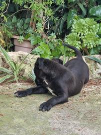 Cuccioli Amstaff Nero con pedigree Bari Puglia