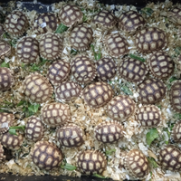 Tartarughe di terra Geochelone Sulcata con documen
