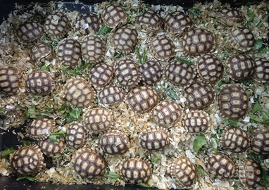 Tartarughe di terra Geochelone Sulcata con documen