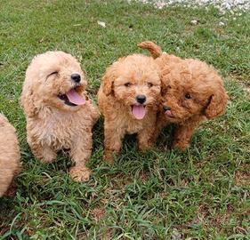 Cuccioli di barboncino nano