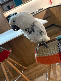 Cacatua alba