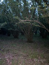 Terreno agricolo