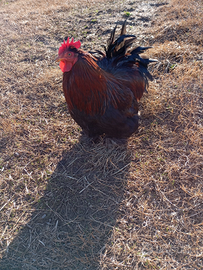 Galli e galline cocincina