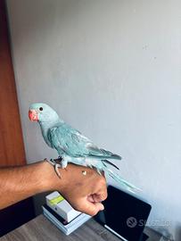 Parrocchetti allevato a mano