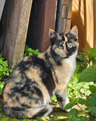 Gattini di 6 mesi