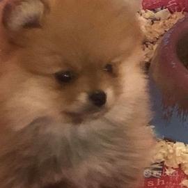 Cuccioli di pomerania