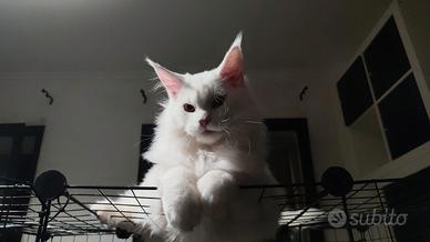 Cucciolo Maine coon XXL Total White