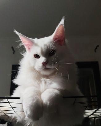Cucciolo Maine coon XXL Total White