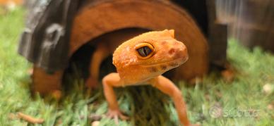 Geco leopardino