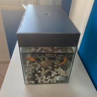 acquario