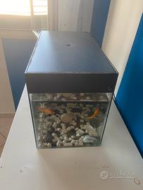 acquario