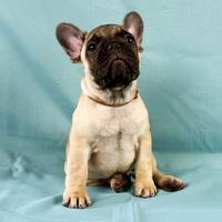 Cucciolo Bouledogue Francese Maschio