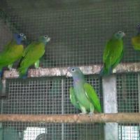 Pappagallo Pionus Menstruus