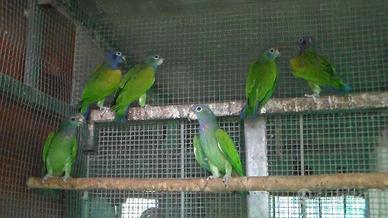 Pappagallo Pionus Menstruus