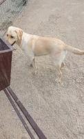 Labrador