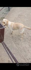 Labrador
