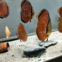 Discus