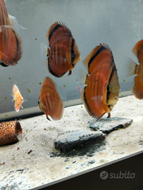 Discus