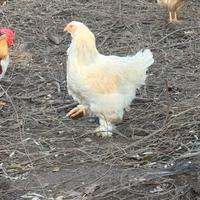 Gallina brahma