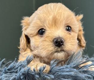 Bimbo Maltipoo Toy Pagamento Soft