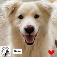 NEVE dolce cagnolina 3 anni adozione canile Latina
