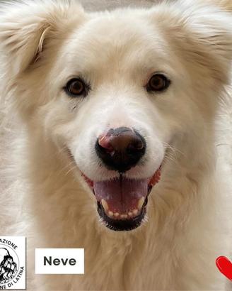 NEVE dolce cagnolina 3 anni adozione canile Latina
