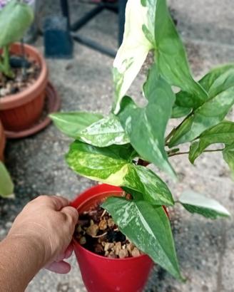pianta di sygnonium  albo