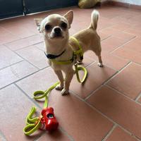 Chihuahua maschio per accoppiamento pedigree enci