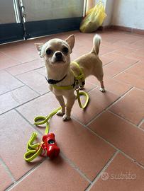 Chihuahua maschio per accoppiamento pedigree enci