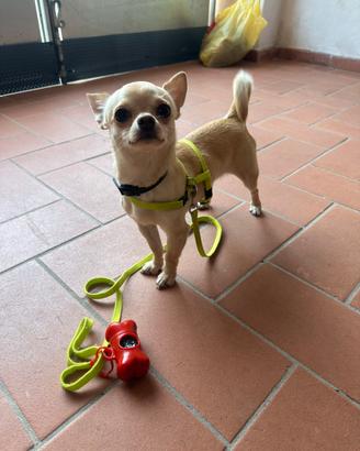 Chihuahua maschio per accoppiamento pedigree enci
