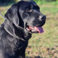 Labrador Femmina pedigree e Lastre ufficiali A0