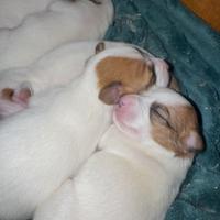 ? Cuccioli Jack Russell puri - 3 maschi 2 femmine