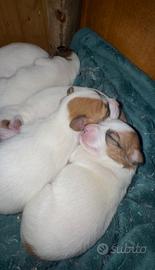 ? Cuccioli Jack Russell puri - 3 maschi 2 femmine