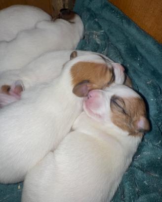 ? Cuccioli Jack Russell puri - 3 maschi 2 femmine