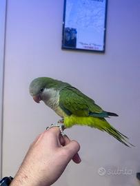 Pappagallo parrocchetto monaco