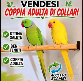 Coppia adulti di collari