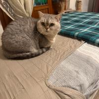 Gattini Scottish Straight