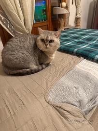 Gattini Scottish Straight